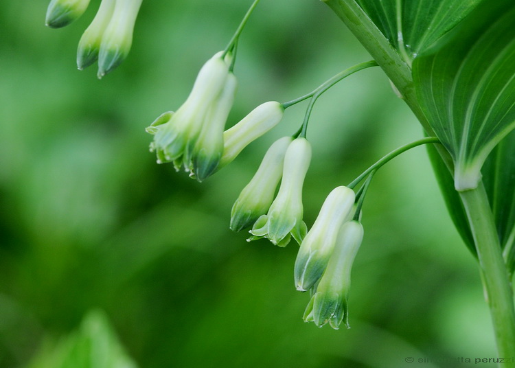 Polygonatum multiflorum / Sigillo di Salomone